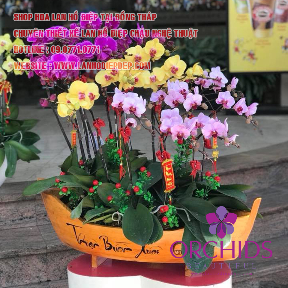 Lan hồ điệp Đồng Tháp