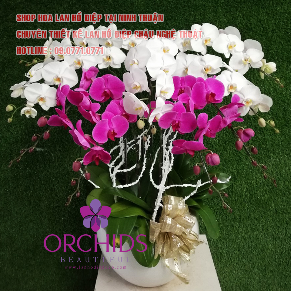 shop hoa lan tại Phan Rang - Tháp Chàm