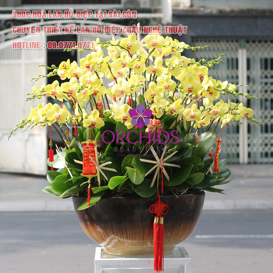 SHOP HOA LAN HỒ ĐIỆP SÀI GÒN (BEAUTIFUL ORCHIDS)