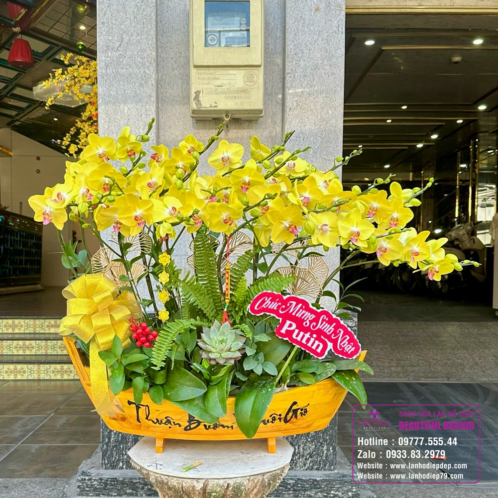 Chậu hoa lan Hồ Điệp vàng đón xuân phát lộc