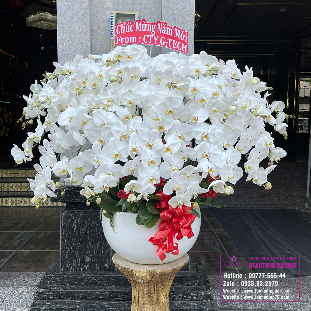 Chậu hoa lan Hồ Điệp trắng thanh khiết