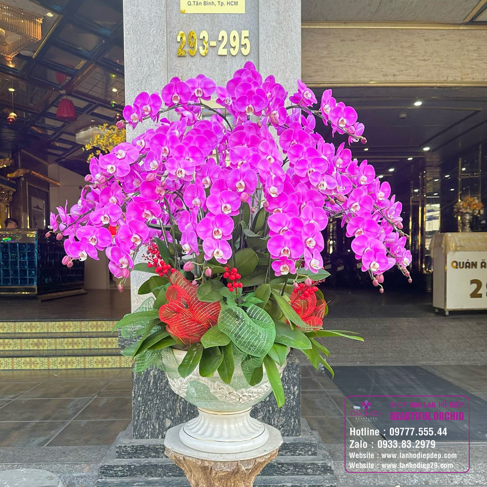 Chậu hoa lan Hồ Điệp tình yêu và nổi nhớ