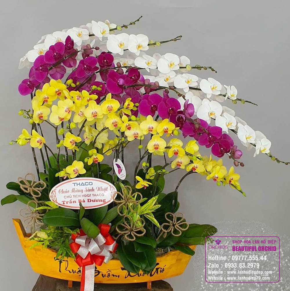 Lan Hồ Điệp khởi đầu rực rỡ ngày tết