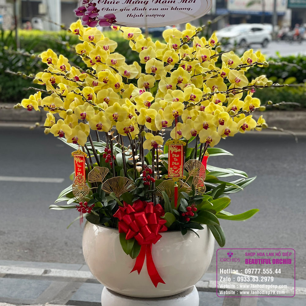 Chậu hoa Lan Hồ Điệp vàng khởi đầu rực rỡ cho ngày tết