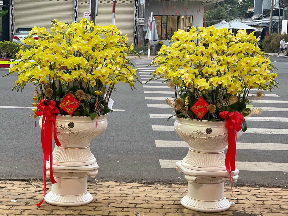 Chọn hoa lan hồ điệp cho ngày tết