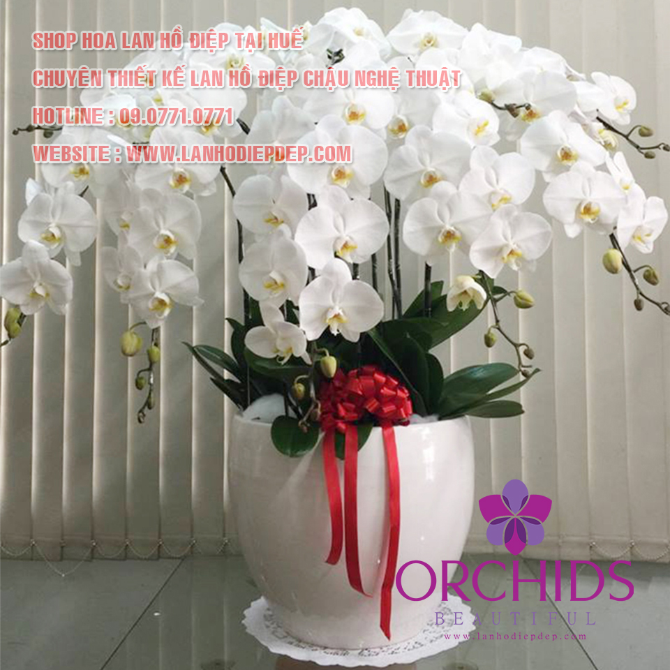 cửa hàng bán lan hồ điệp tại TP Huế