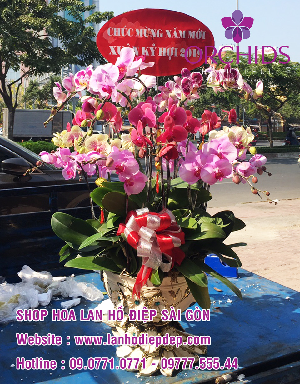 Đặt mua chậu lan hồ điệp tại TPHCM