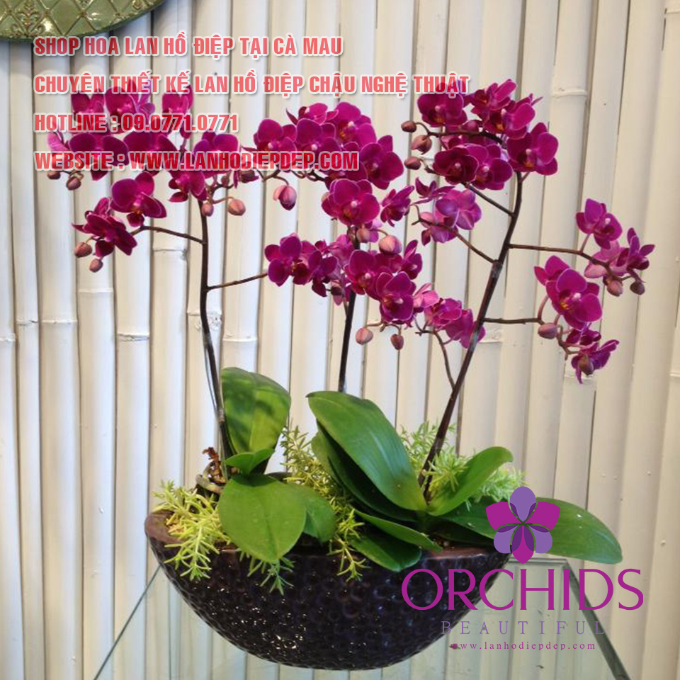 shop lan hồ điệp đẹp ở Cà Mau