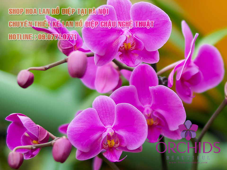 Shop lan hồ điệp đẹp tại Hà Nội