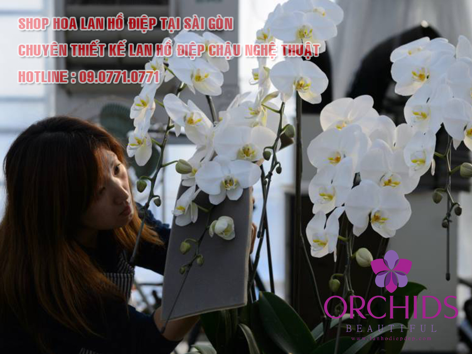 Shop lan hồ điệp Sài Gòn