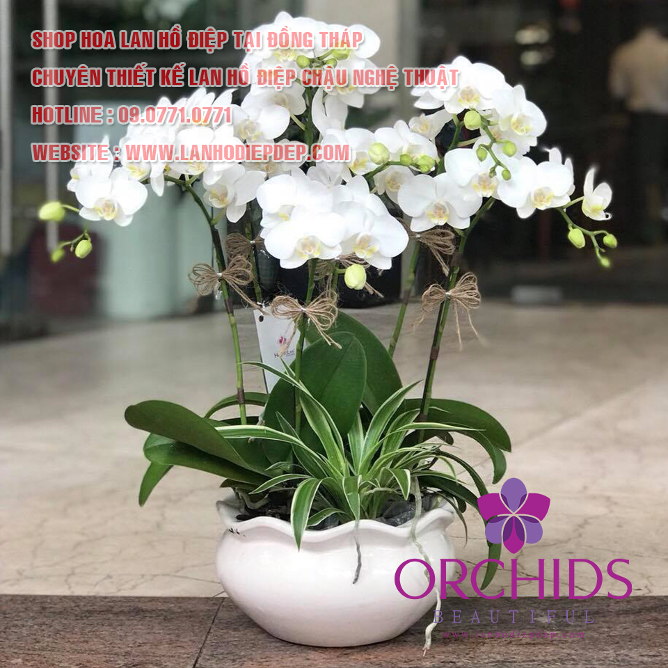 shop lan hồ điệp Đồng Tháp