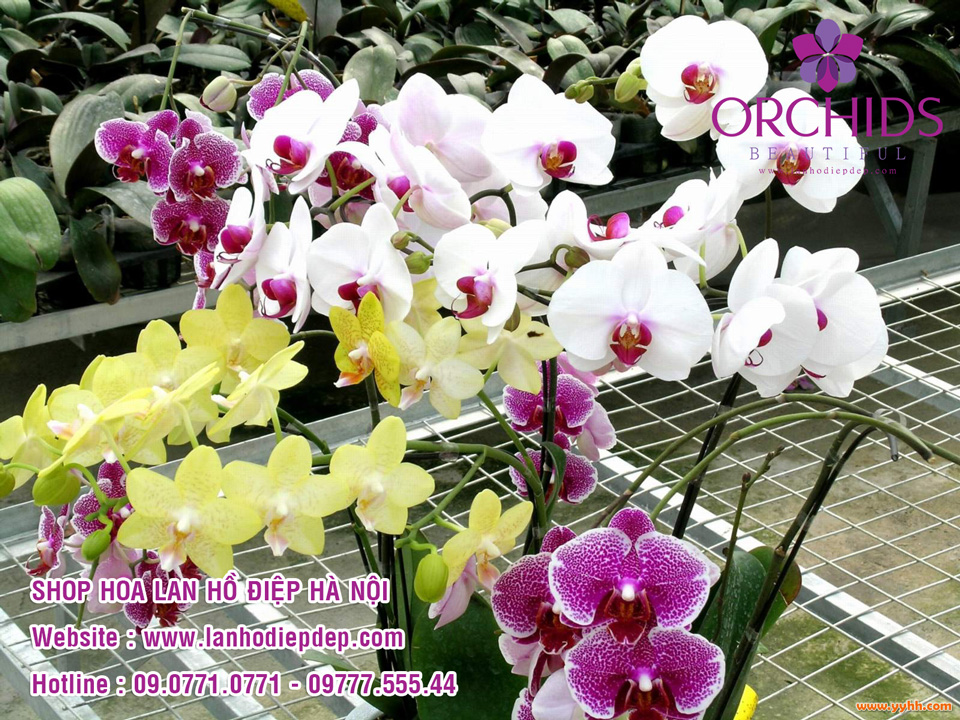 Shop hoa lan đẹp tại Hà Nội