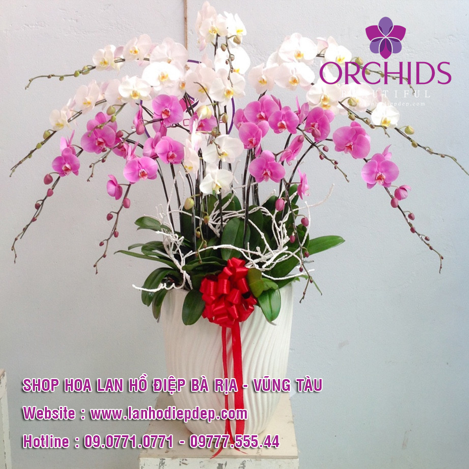 cửa hàng bán lan hồ điệp tại Vũng Tàu