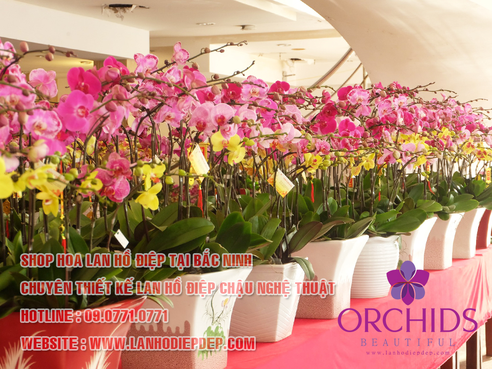 Shop hoa lan hồ điệp tại Bắc Ninh