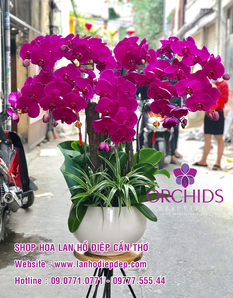 Shop hoa lan hồ điệp ở Cần Thơ