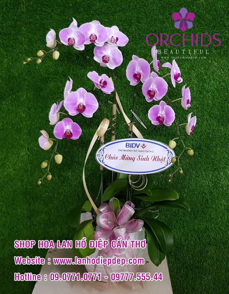 Cửa hàng bán chậu lan hồ điệp tại Cần Thơ