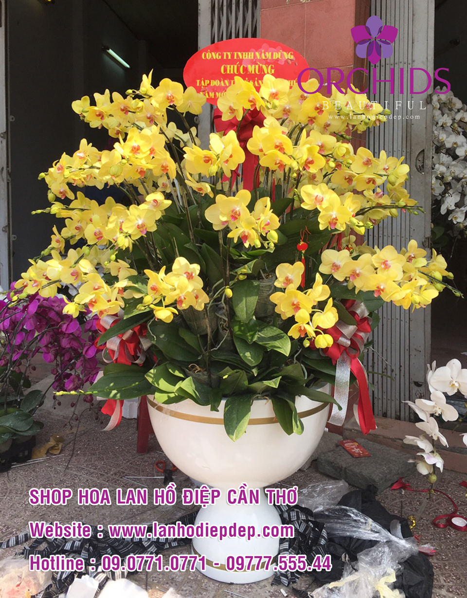 Địa chỉ bán lan hồ điệp tại Cần Thơ