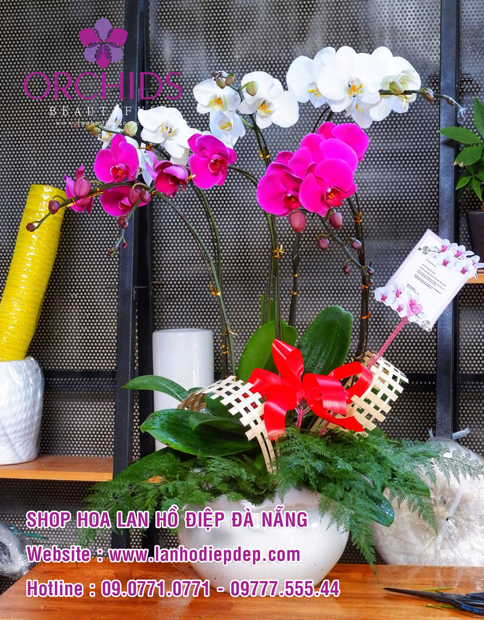 Shop lan hồ điệp tại Đà Nẵng