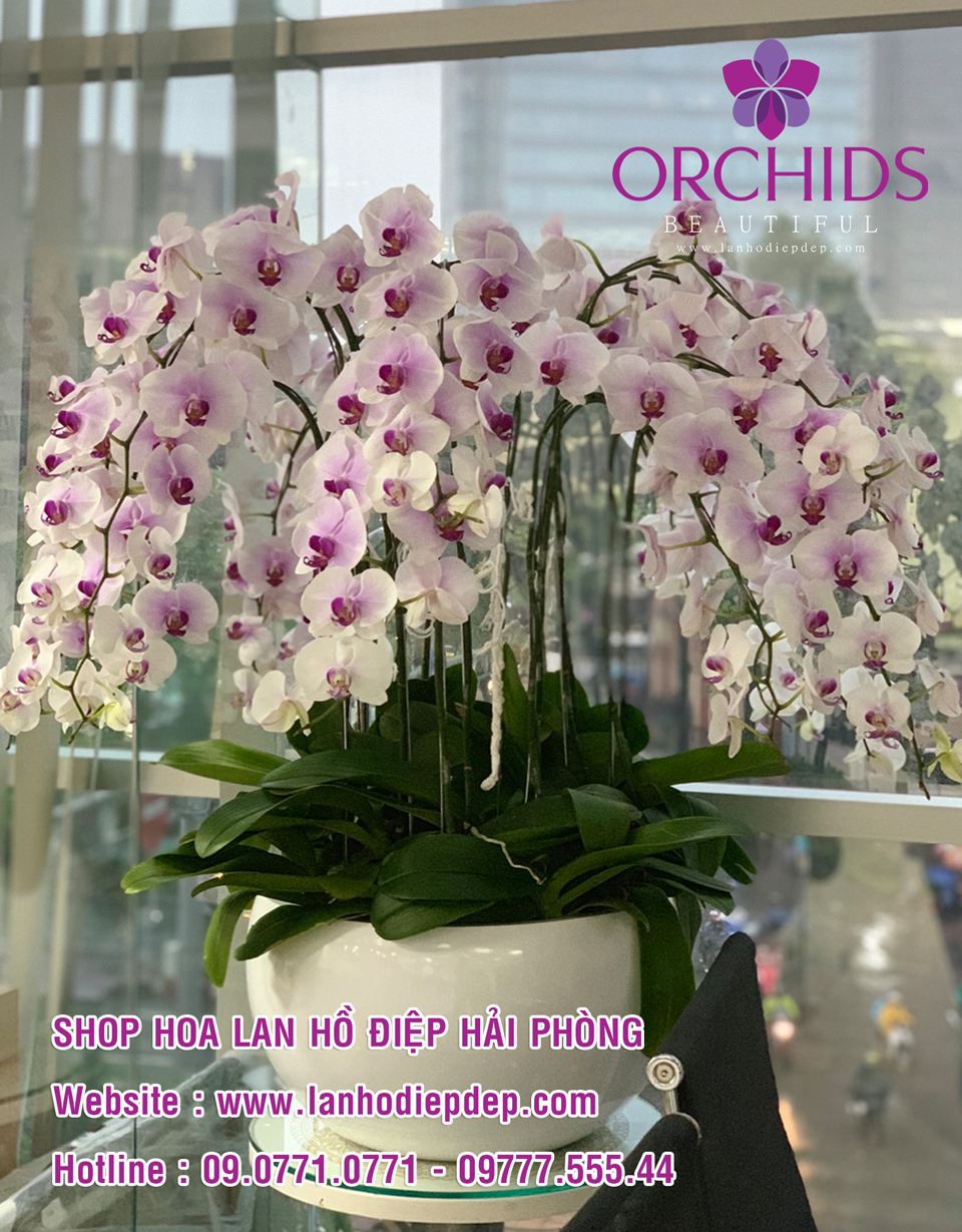 cửa hàng lan hồ điệp tại Hải Phòng