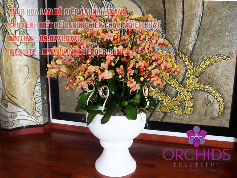 Những mẫu lan hồ điệp có tại Shop lan hồ điệp Nha Trang