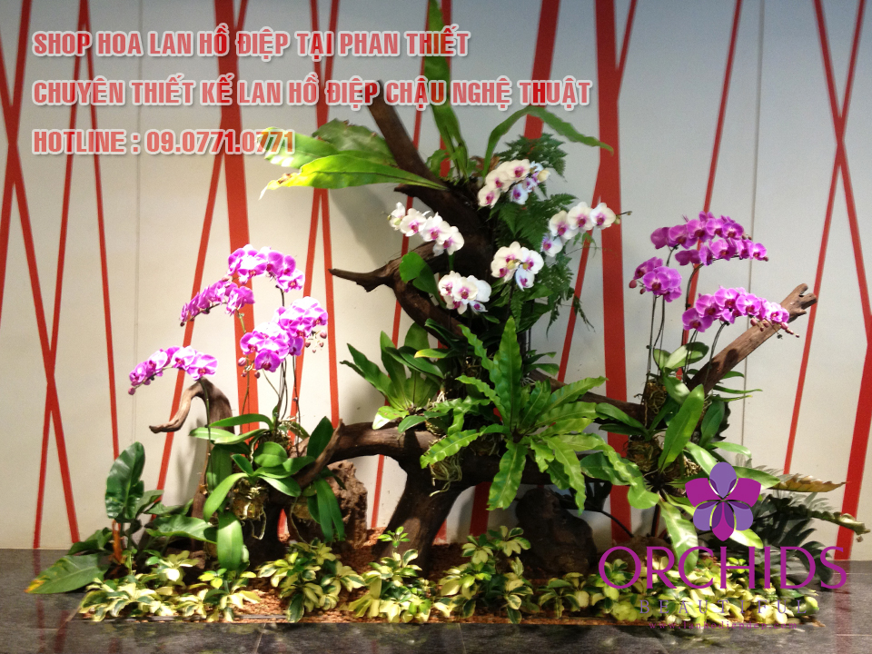 Shop lan hồ điệp tại Phan Thiết - Bình Thuận