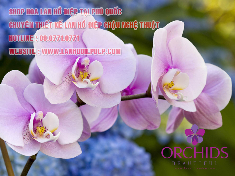 Shop lan hồ điệp tại Phú Quốc - Kiên Giang