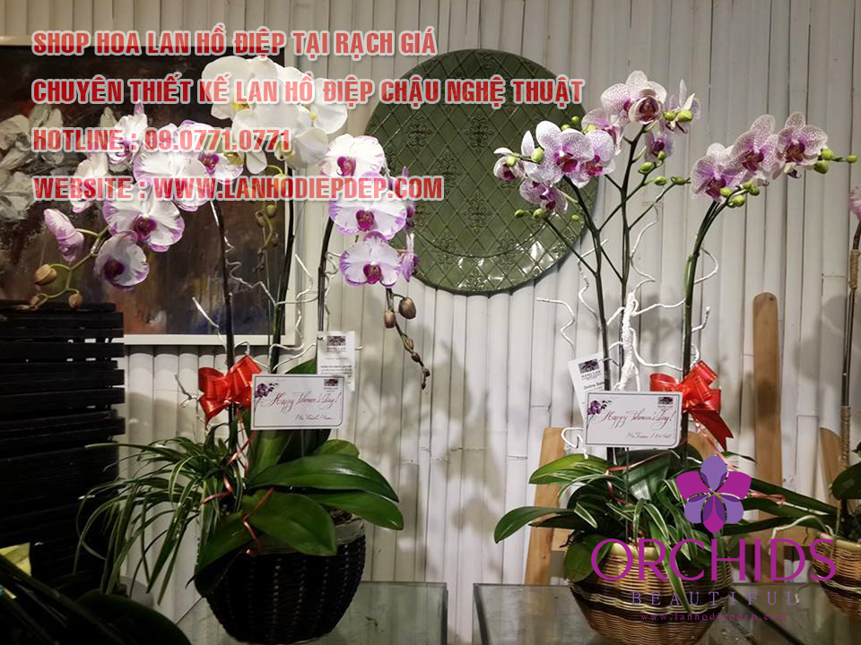 shop lan hồ điệp đẹp tại Rạch Giá