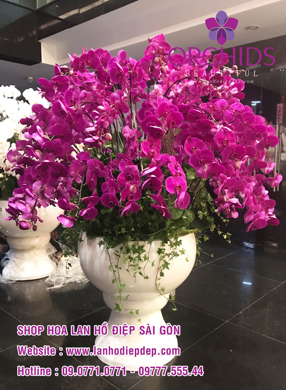 Bán lan hồ điệp trồng chậu tại tphcm