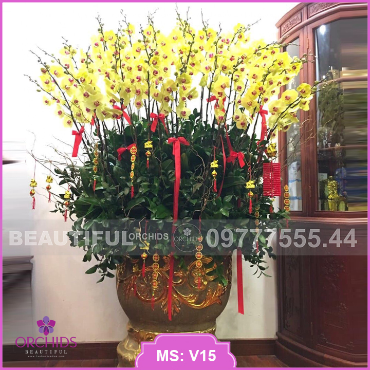 Chậu hoa lan hồ điệp vàng 35 cành được thiết kế vô cùng ấn tượng bởi màu sắc tươi mới, sang trọng. Sản phẩm phù hợp để làm quà tặng sếp, người thân vào dịp tết nguyên đán, hoặc chưng bày vào ngày trong chính ngôi nhà của bạn