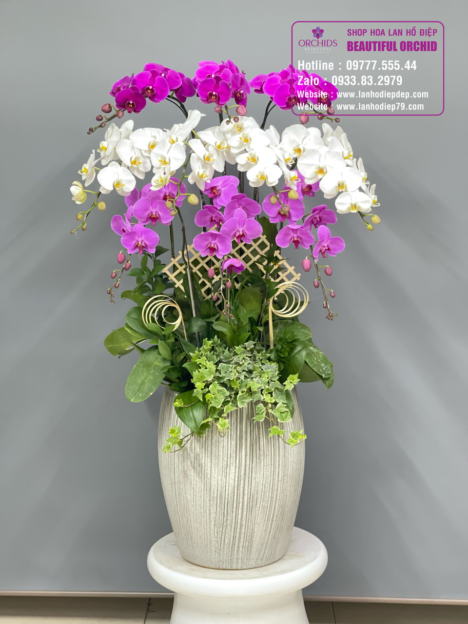 Lan hồ điệp ẩn chứa nhiều thông điệp ý nghĩa