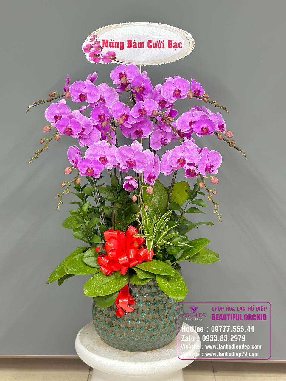 Chậu hoa lan hồ điệp đẹp tặng ngày tết