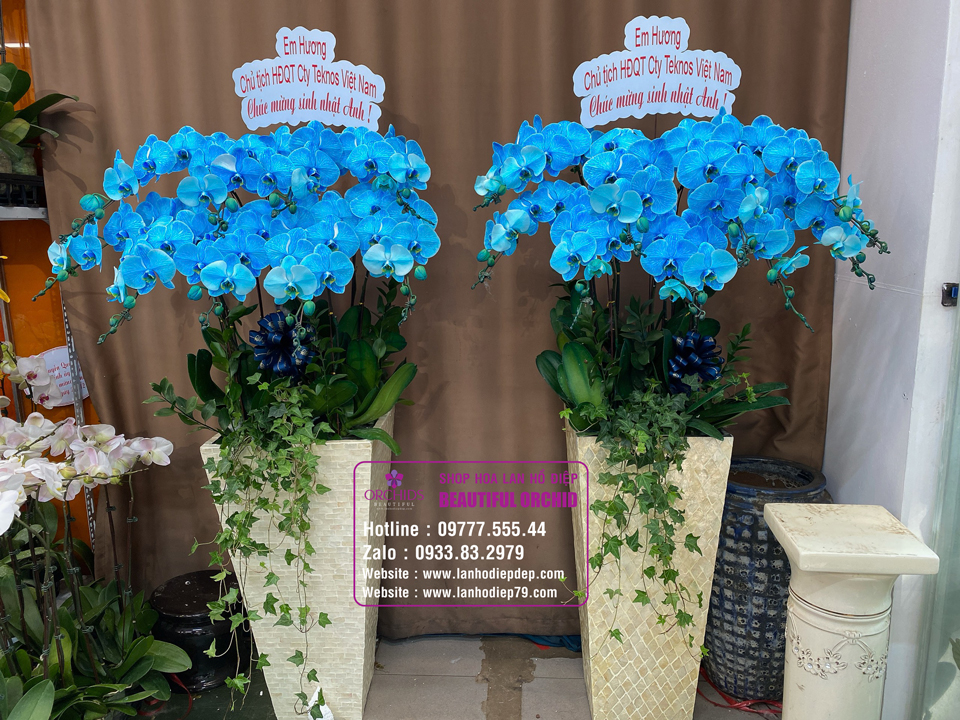 Chậu hoa lan hồ điệp màu xanh dương tự nhiên