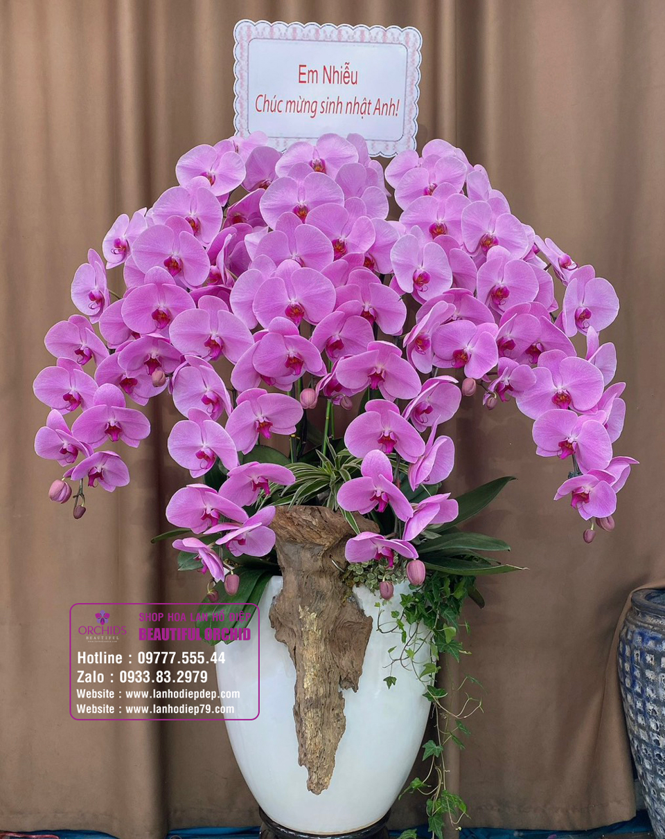 Lan hồ điệp màu hồng biểu trưng cho hạnh phúc và sự ngây thơ