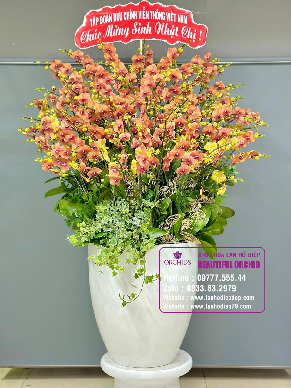 Chậu Lan hồ điệp là món quà nhân dịp mừng năm mới vô cùng ý nghĩa