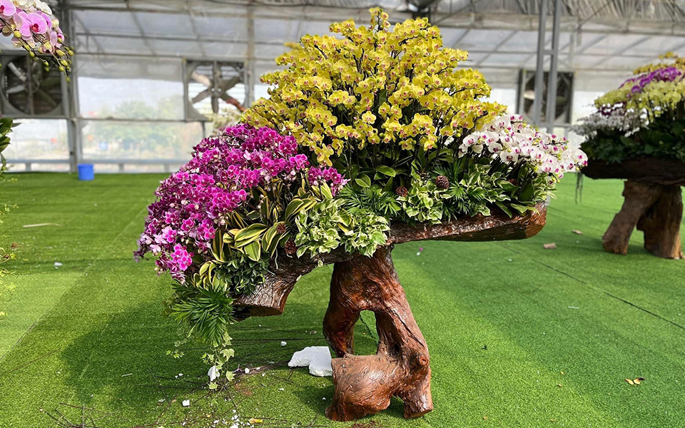 Vì sao nên tặng lan hồ điệp vào dịp tết cho đối tác, khách hàng?