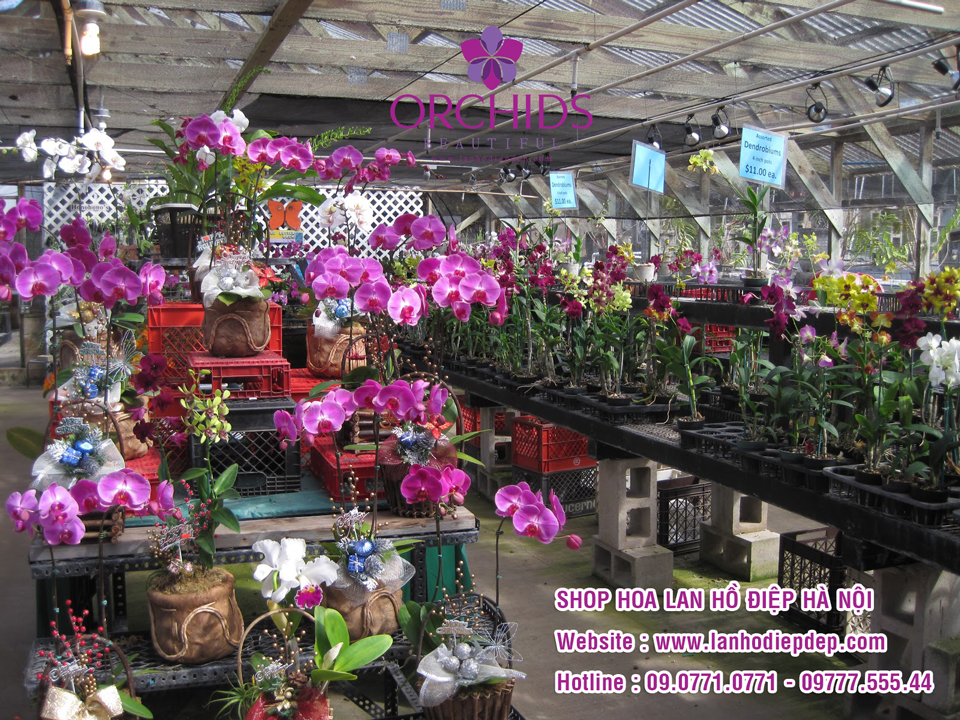 Shop hoa lan hồ điệp Beautiful Orchids tại Hà Nội