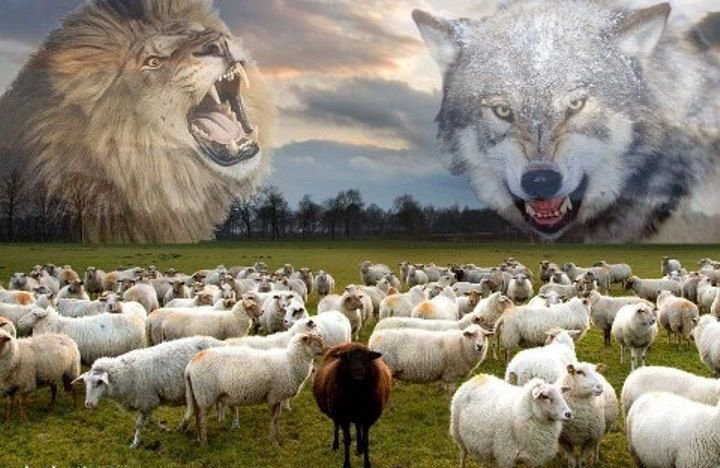 Nếu là bầy cừu, bạn sẽ lựa chọn sói hay sư tử?