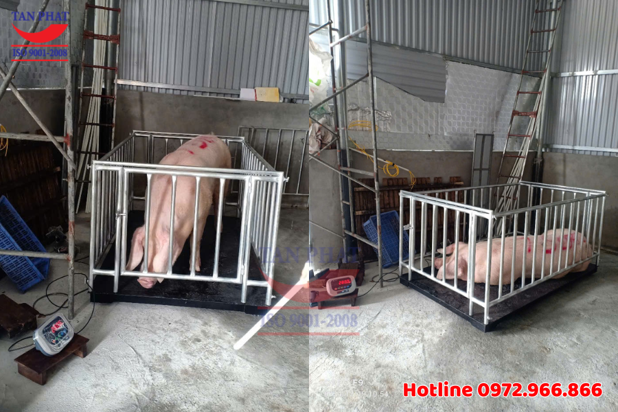 Đầu cân hiển thị số HP W501