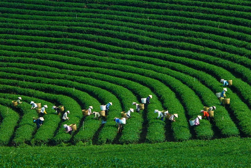 du lịch mộc châu 2 ngày 1 đêm