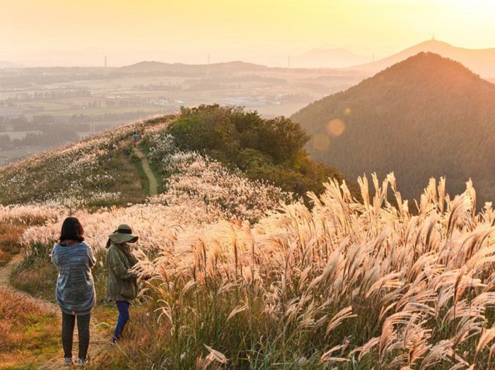Vẻ đẹp thơ mộng của mùa Thu Hàn Quốc trên đảo Jeju mà bạn không thể bỏ qua