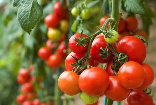làm đẹp tự nhiên son môi đẹp - son môi không chì