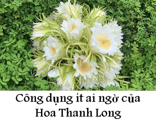 TOTHA | Thực Dưỡng Sạch Chức Năng | Sức khỏe là Vàng