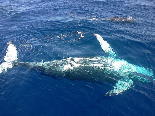 Ngắm cá voi ở quần đảo Hawaii