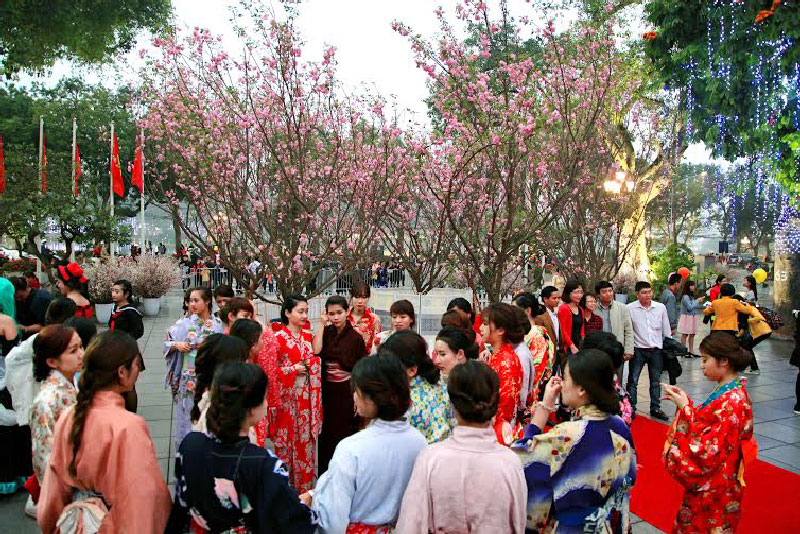 lễ hội hoa mai anh đào