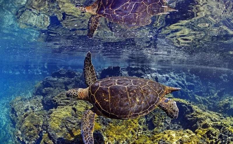 sinh vật biển ở quần đảo Galápagos.