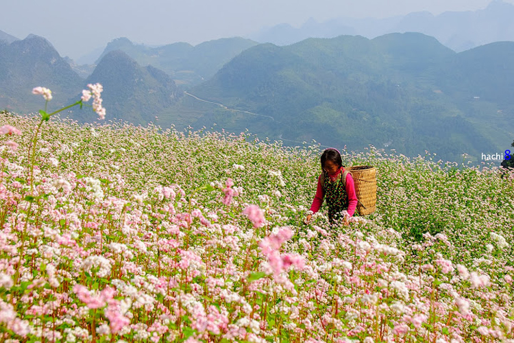 mùa thu hà giang