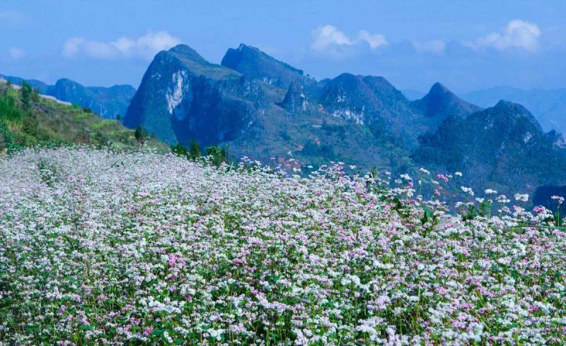 hoa tam giác mạch