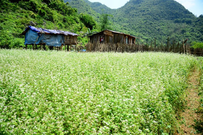 thung lũng hoa tam giác mạch