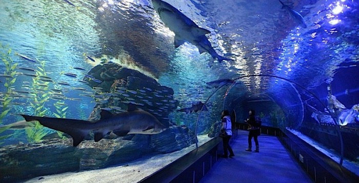 Viện hải dương Busan Aquarium