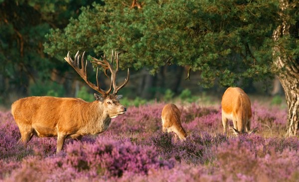 công viên quốc gia Hoge Veluwe